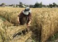 کرنې وزارت: سږکال د غنمو په حاصلاتو کې ۱۳ سلنه زیاتوالی راغلی