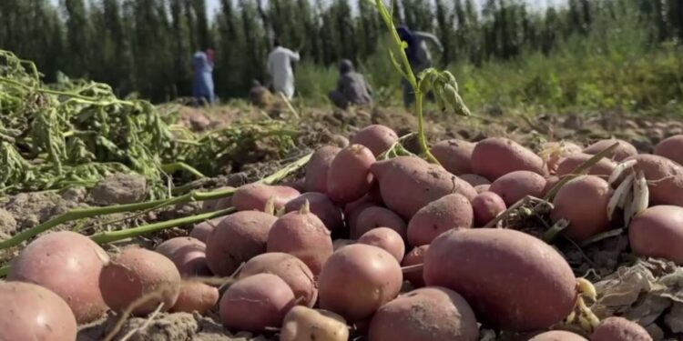 له بلخ څخه ۲۵۰ټنه کچالو د افغانستان او ازبکستان ګډ بازار ته صادرشوي
