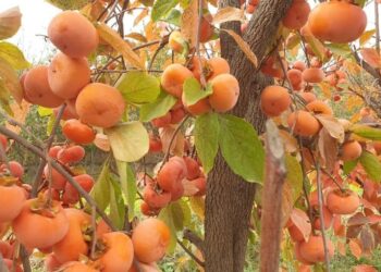 ننګرهار کې په ۲۹۰ هکتاره ځمکه د سرو املوکو بڼونو جوړ شوي