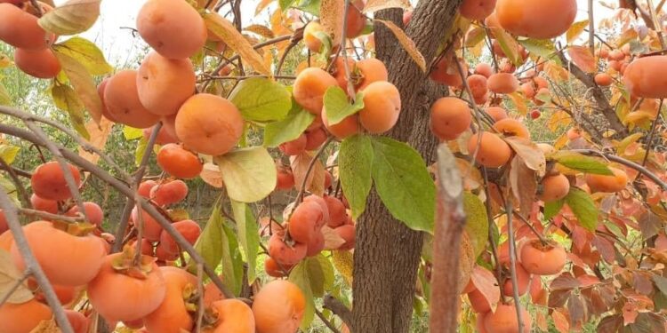 ننګرهار کې په ۲۹۰ هکتاره ځمکه د سرو املوکو بڼونو جوړ شوي
