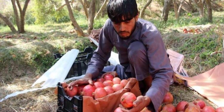افغان سوداګرو د قزاقستان الماتا ښار ته ۲۳ټنه انار صادر کړي