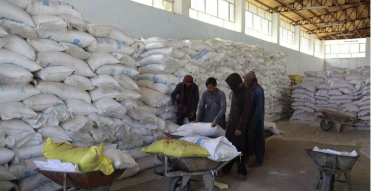 هېواد کې پر کروندګرو زرګونه ټنه اصلاح شوي تخمونه وېشل شوي