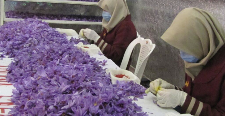 هرات کې د ښځو په ګډون ۱۰ زره د زعفرانو کروندګر روزل شوي