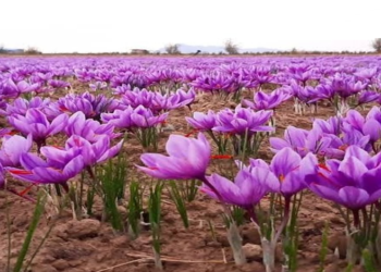 له کندهاره بهرنیو هیوادونو ته ۶۱کیلوګرامه زعفران صادر شوي