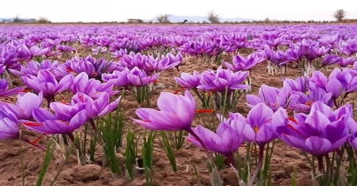 له کندهاره بهرنیو هیوادونو ته ۶۱کیلوګرامه زعفران صادر شوي