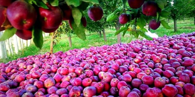 میدان وردګو کې د مڼو حاصلاتو ډېرېدل؛ بڼوال د سړو خونو غوښتنه کوي