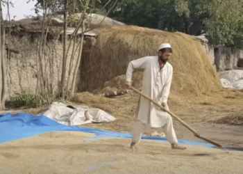 تخار کې کروندګر د شولو د پروسس ماشینونو غوښتنه کوي