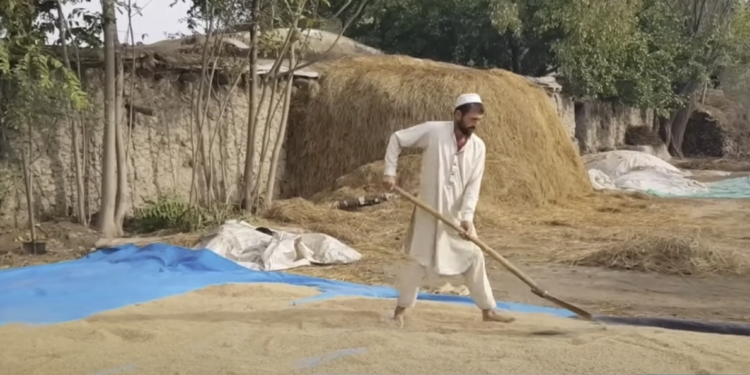 تخار کې کروندګر د شولو د پروسس ماشینونو غوښتنه کوي