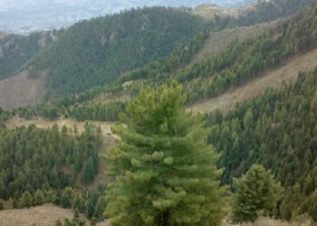 کونړ کې ۳۰۰ هکتاره ځنګلونه بیا احیا شوي