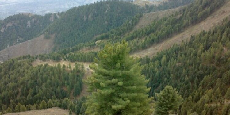 کونړ کې ۳۰۰ هکتاره ځنګلونه بیا احیا شوي