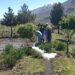 پنجشېر کې سل هکتاره نوی ځنګل جوړ شوی دی