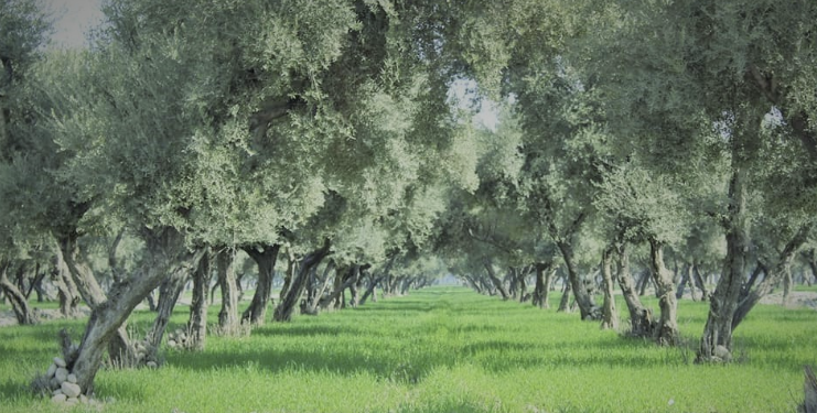 د ننګرهار کانال پر ۵۰۰ جریبه ځمکه د زیتونو نوي باغونه جوړېږي