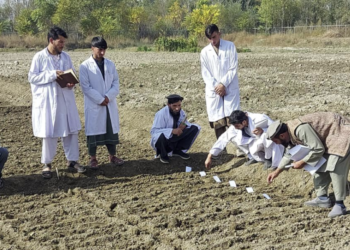 هېواد کې کروندګرو ته د کوکنارو بدیل کښتونو تخمونه وېشل شوي
