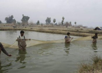 په ننګرهار کې د کبانو روزنې وده کړې