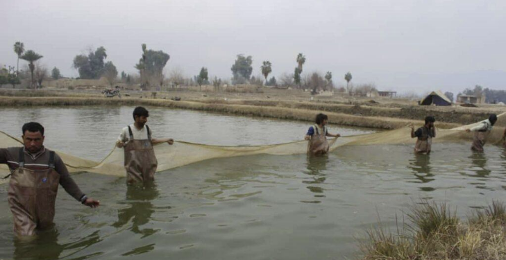 په ننګرهار کې د کبانو روزنې وده کړې