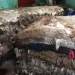 له بلخ څخه د قرهقل پوستکي صادرات ۸۰ سلنه ډېر شوي