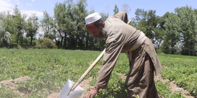 کروندګر: حکومت دې د کیمیاوي درملو په برخه کې راسره مرسته وکړي