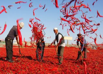 د شینجیانګ پر ګړندي پرمختګ څوک سترګې نشي پټولای