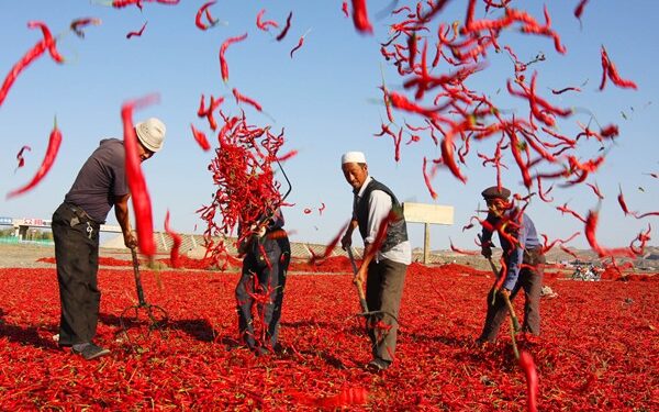 د شینجیانګ پر ګړندي پرمختګ څوک سترګې نشي پټولای
