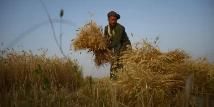 نړیوال بانک: د افغانستان ناخالصو کورنیو تولیداتو ۲.۷سلنه وده کړې