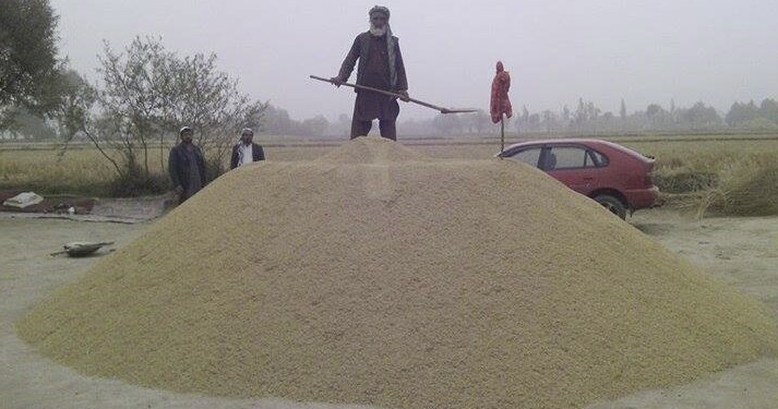 سږ کال په هېواد کې نږدې ۴۵۰ زره مټریک ټنه وریجې تولید شوي