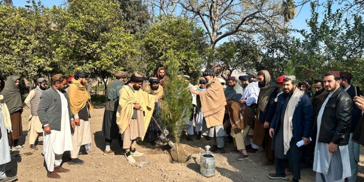 ننګرهار کې د نيالګيو کېنولو پسرلنی کمپاين پيل شو