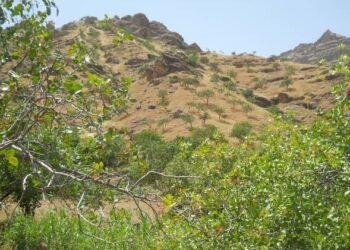 هیواد کې د ونو ډېر کارول؛ د پستې ځنګلونو ته جدي زیان رسېدلی دی