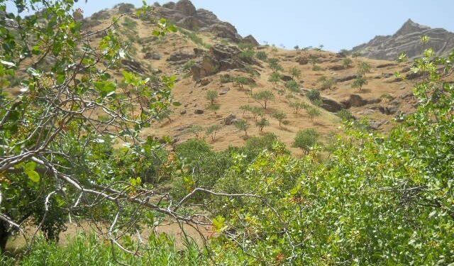 هیواد کې د ونو ډېر کارول؛ د پستې ځنګلونو ته جدي زیان رسېدلی دی