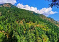 نورستان کې ۲۵۰۰ هکټاره ځنګلونه بیا احیا شوي