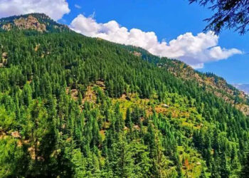 نورستان کې ۲۵۰۰ هکټاره ځنګلونه بیا احیا شوي