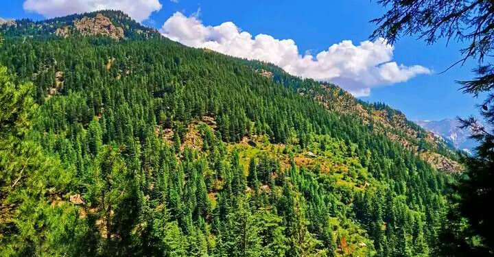 نورستان کې ۲۵۰۰ هکټاره ځنګلونه بیا احیا شوي