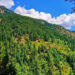 نورستان کې ۲۵۰۰ هکټاره ځنګلونه بیا احیا شوي