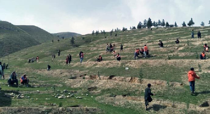 بغلان کې د نیالګیو کېنولو کمپاین پیل شوی دی