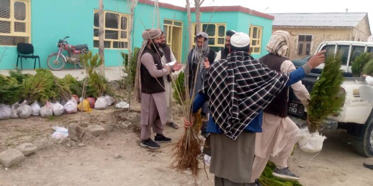 سږ کال کونړ کې ۹۰۰زره نیالګي کېنول کېږي
