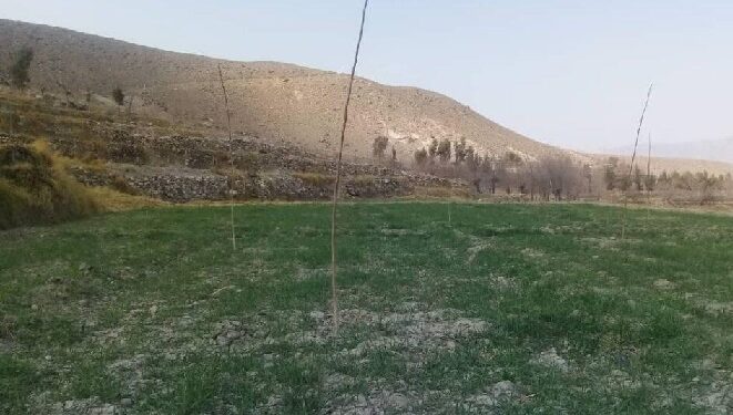 ننګرهار کې پر ۷۵ جریبه ځمکه د چهارمغزو ۶۸ بڼونه جوړ شوي
