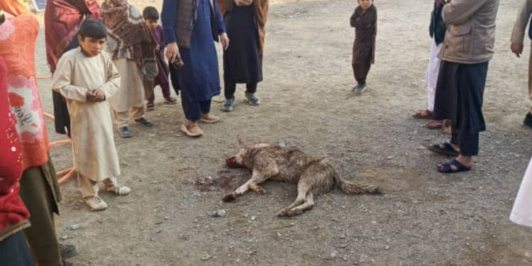 پکتیا کې لېوه د یوې کورنۍ پنځه غړي داړلي دي