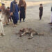 پکتیا کې لېوه د یوې کورنۍ پنځه غړي داړلي دي