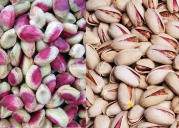 له هراته بهر ته د ۲۴ میلیونه ډالرو په ارزښت پسته صادر شوې