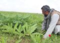 هېواد کې کروندګر د انجې بوټي د شیرې بیې ټیټېدو ته اندېښمن دي