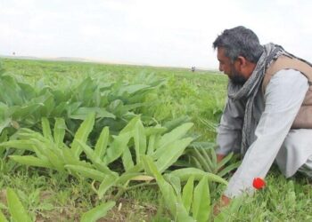 هېواد کې کروندګر د انجې بوټي د شیرې بیې ټیټېدو ته اندېښمن دي