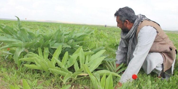 هېواد کې کروندګر د انجې بوټي د شیرې بیې ټیټېدو ته اندېښمن دي