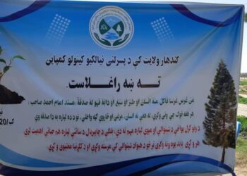 کندهار کې د نیالګیو کینولو ملي کمپاین پیل شوی دی