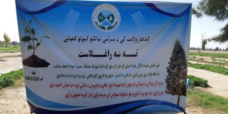 کندهار کې د نیالګیو کینولو ملي کمپاین پیل شوی دی