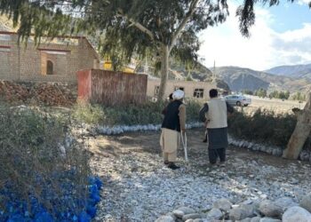 لغمان کې پر ۲۵۰ هکټاره ځمکه د زیتونو بڼونه جوړېږي