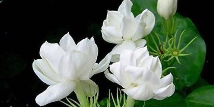 ننګرهار کې د موتیا ګلانو نمایشي قطعې جوړې شوې دي