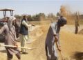 افغانستان د غنمو تولید له پلوه ځان بسیاینې ته نږدې شوی