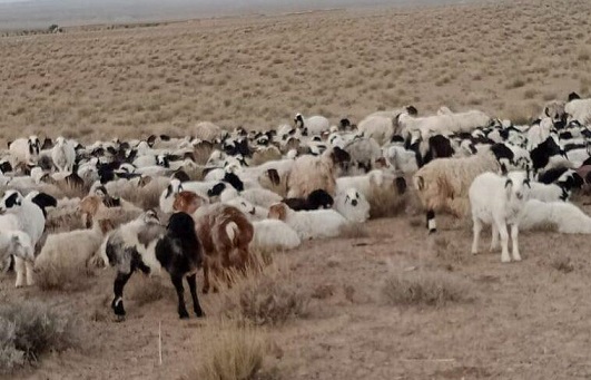کندهار؛ پاکستان ته د ۲۱۰ څارویو د قاچاق مخه نیول شوې ده