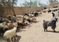 فراه کې ایران ته د څارویو د قاچاق مخنیوی شوی