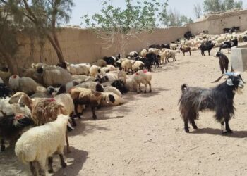 فراه کې ایران ته د څارویو د قاچاق مخنیوی شوی