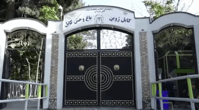 چارواکي: کابل ژوبڼ بل ځای ته لېږدول کېږي